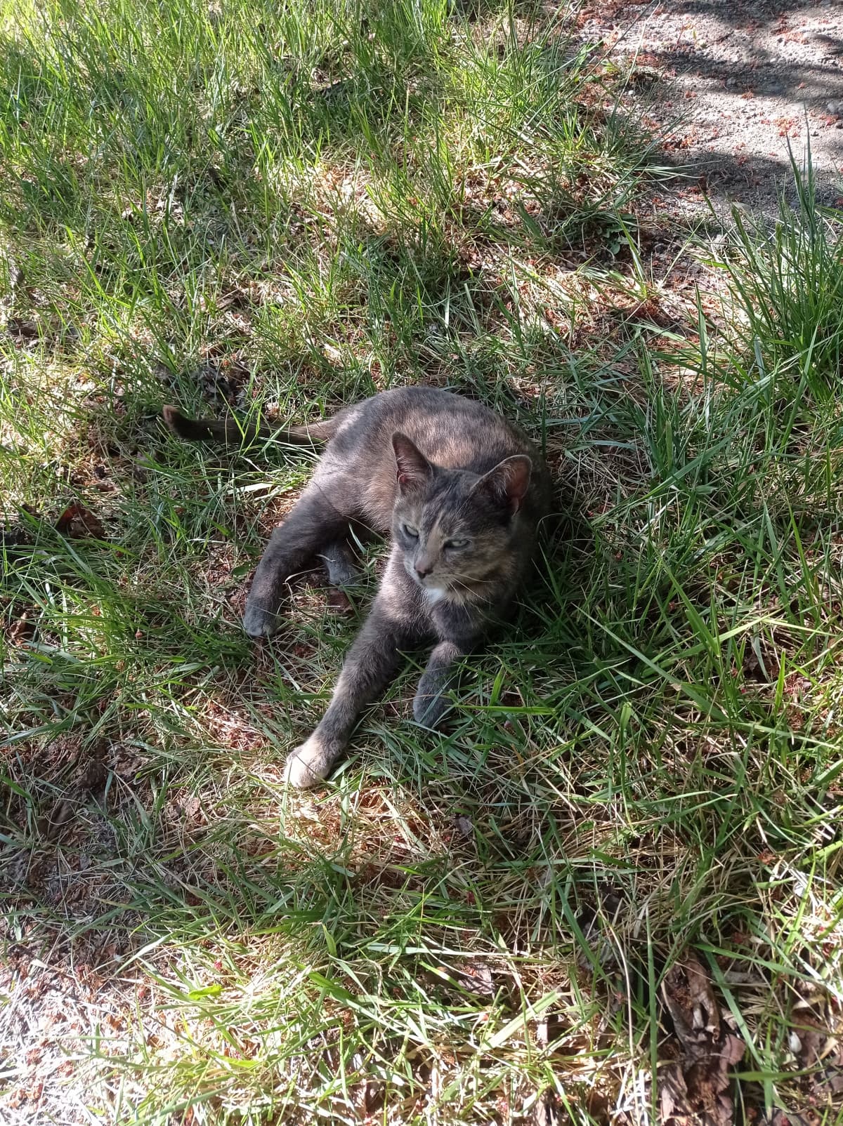 Non so chi sia ma ha chiaramente deciso che il mio giardino è di suo gradimento.