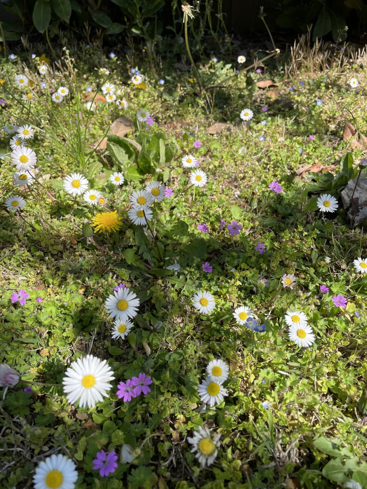 Piccoli momenti come questo, dove sento solo il sole che mi scalda, gli uccelli che cinguettano, e vedo solo i colori dei fiori, mi fanno sentire vivo e mi danno un po’ di forza. 