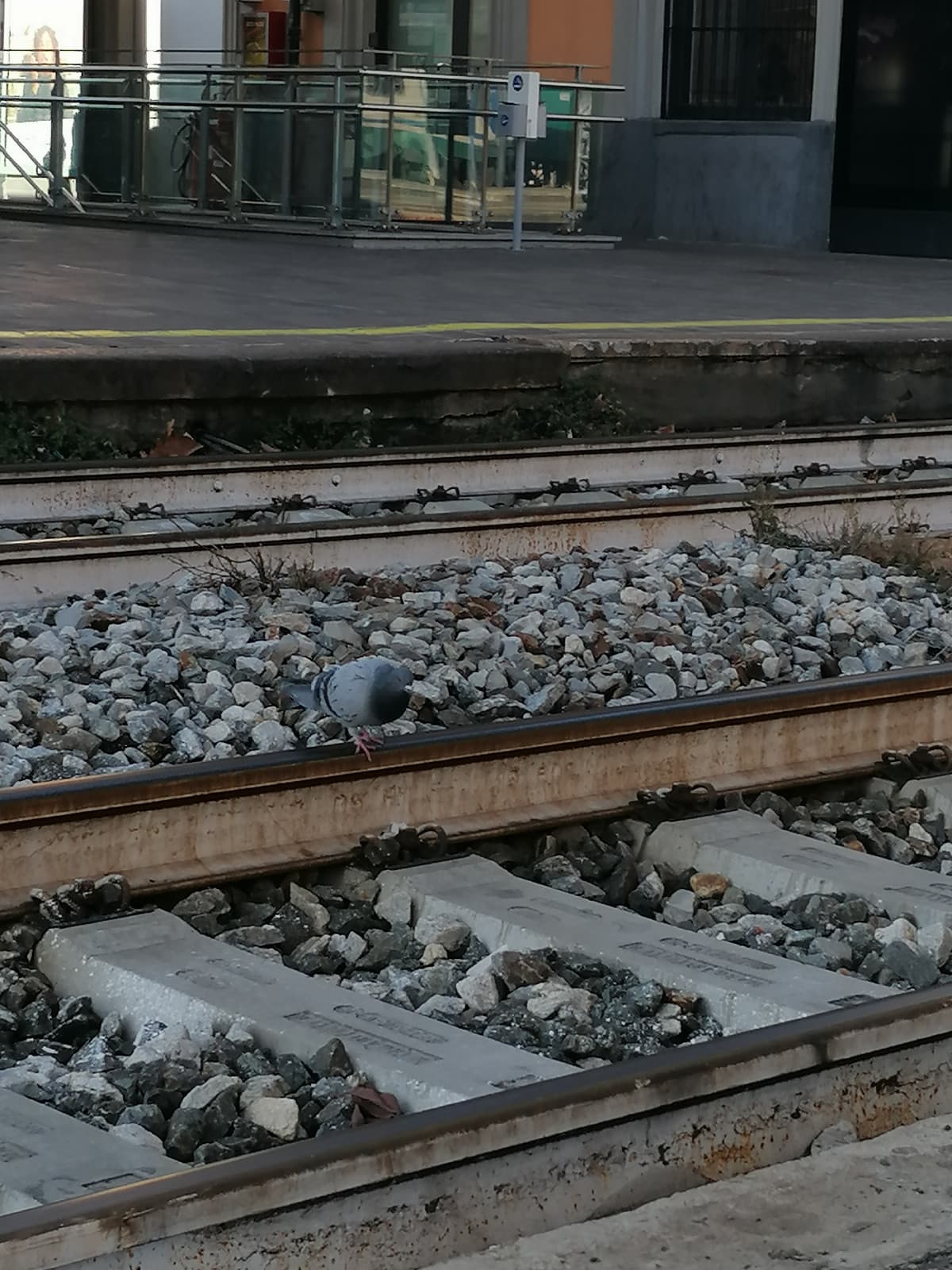 Piccione che si fa prendere sotto dal treno 