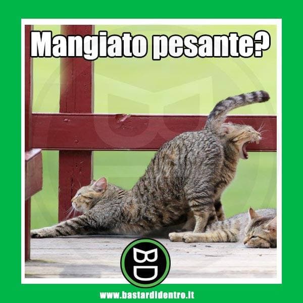 e' cosi' che nascono i gatti?