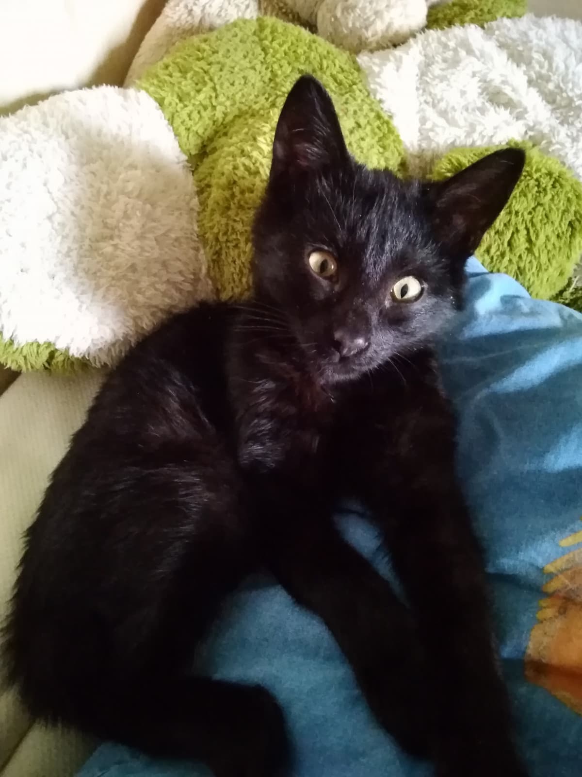 B.T.K.(Black Tiny Kitten)