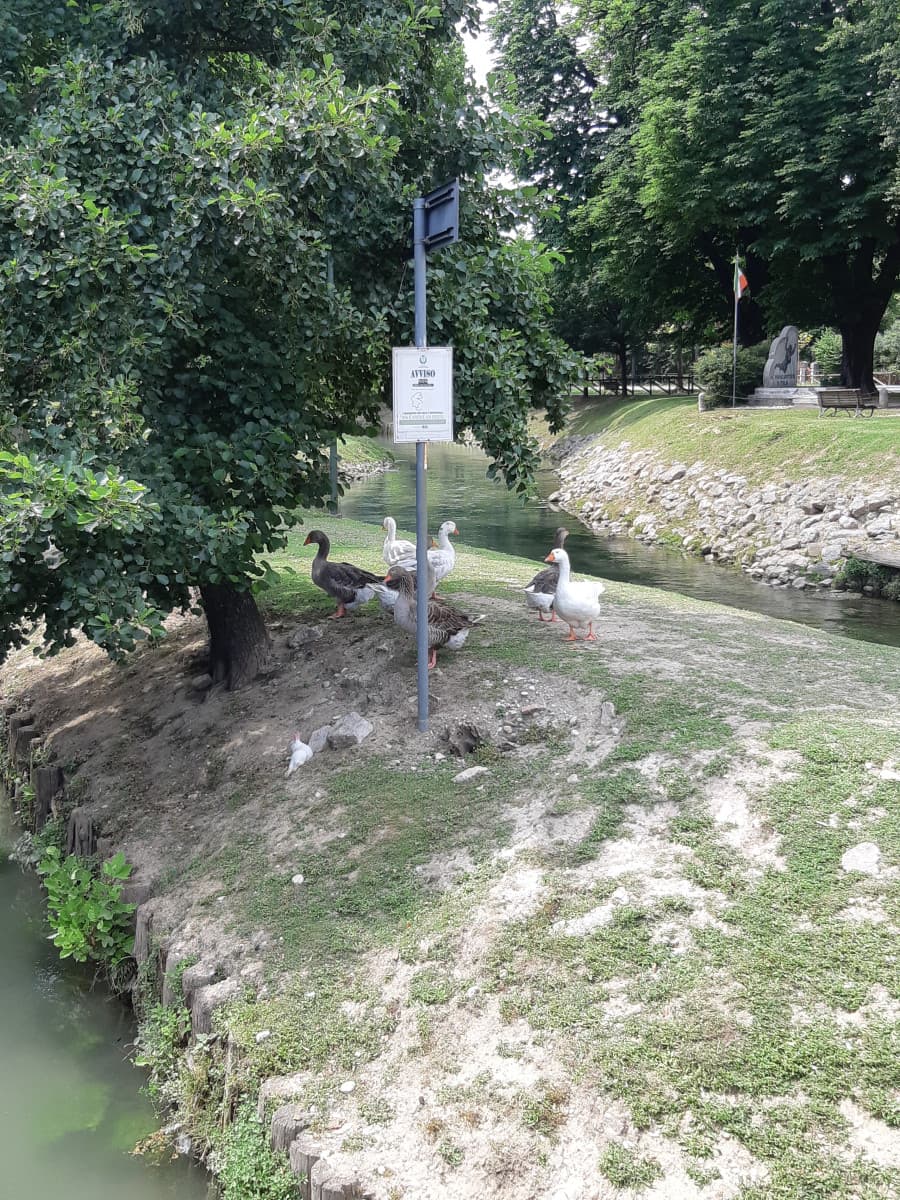 Non avevo mai visto un coniglio che vive in mezzo alle anatre lungo un fiume ??