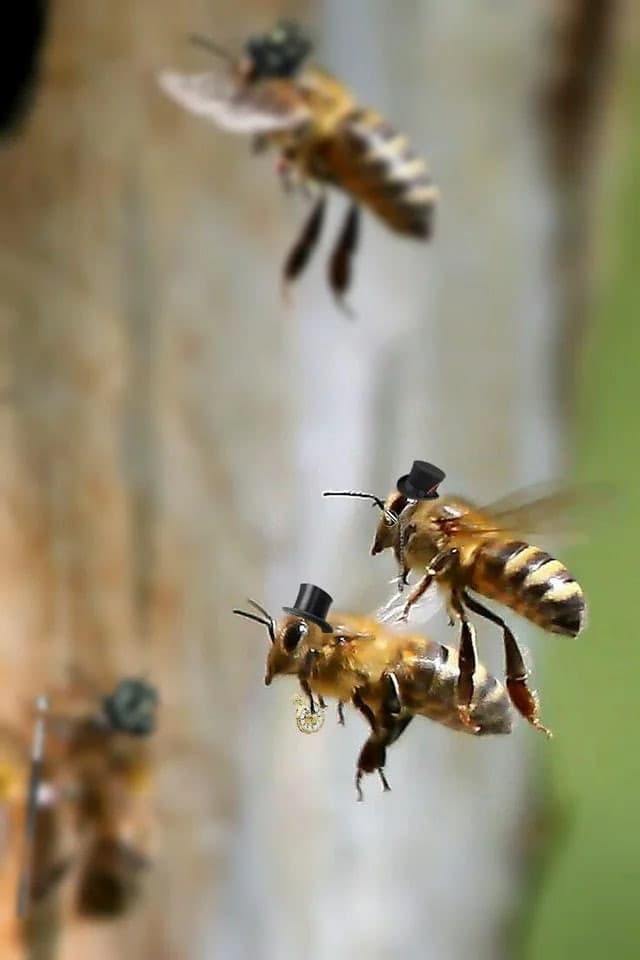 Bees 