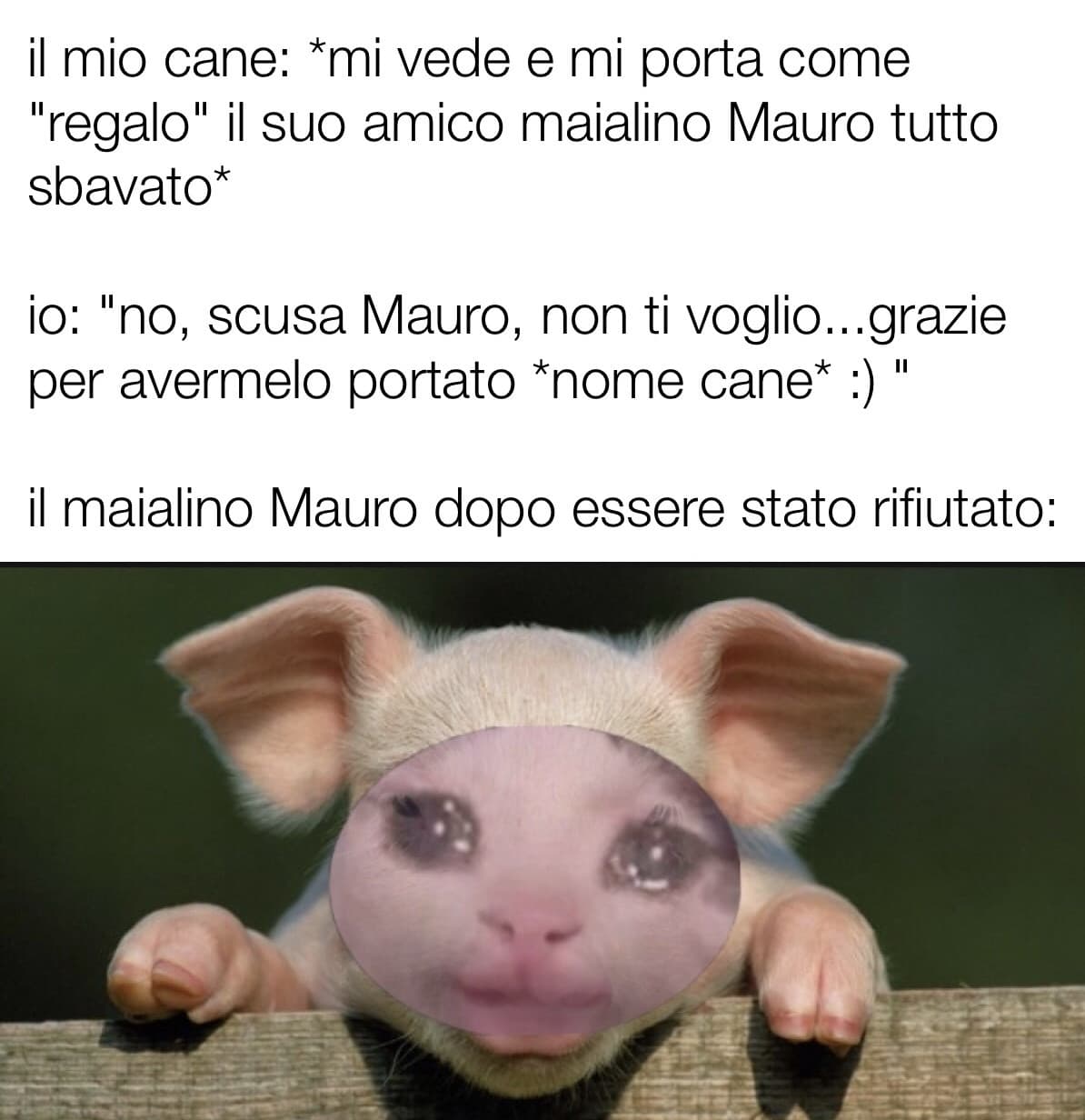 SENTITE, IL MEME IN SE FA SCHIFO, PERÒ APPREZZATE PER LA MEZZ’ORA DI TEMPO CHE HO SPRECATO A FARE IL MAIALINO CHE PIANGE 