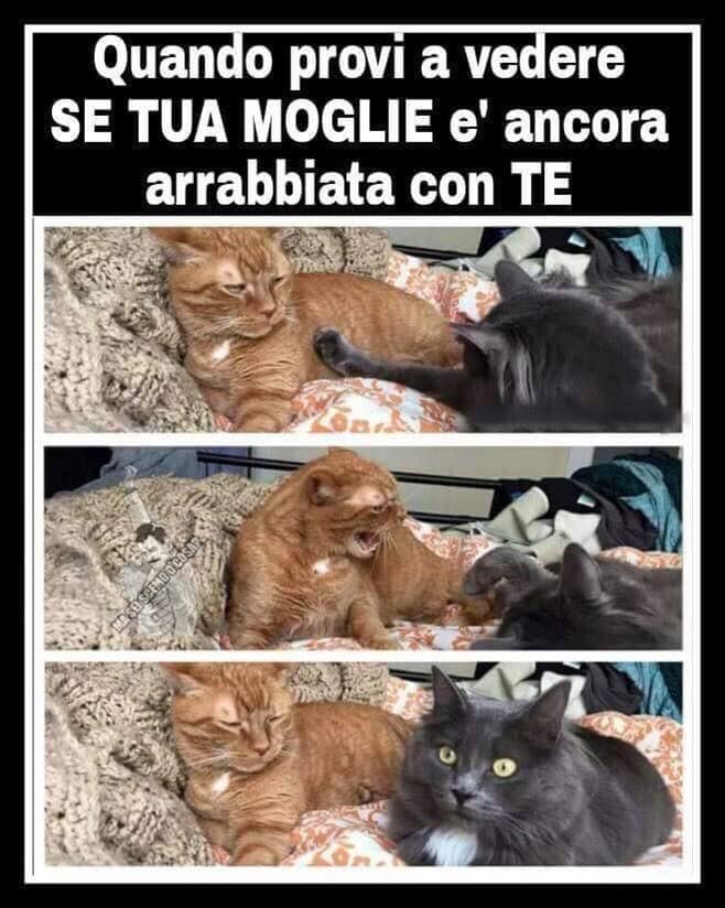 LA faccia di quel gatto… 