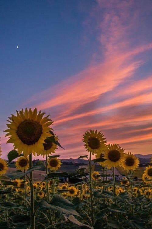 Girasoli?