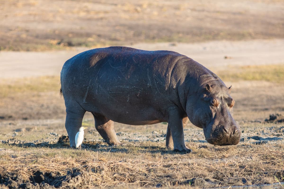 Vacanza in Botswana