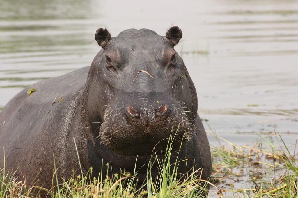 Storie di ippopotami: Ognibene ippopotamo in Kenya