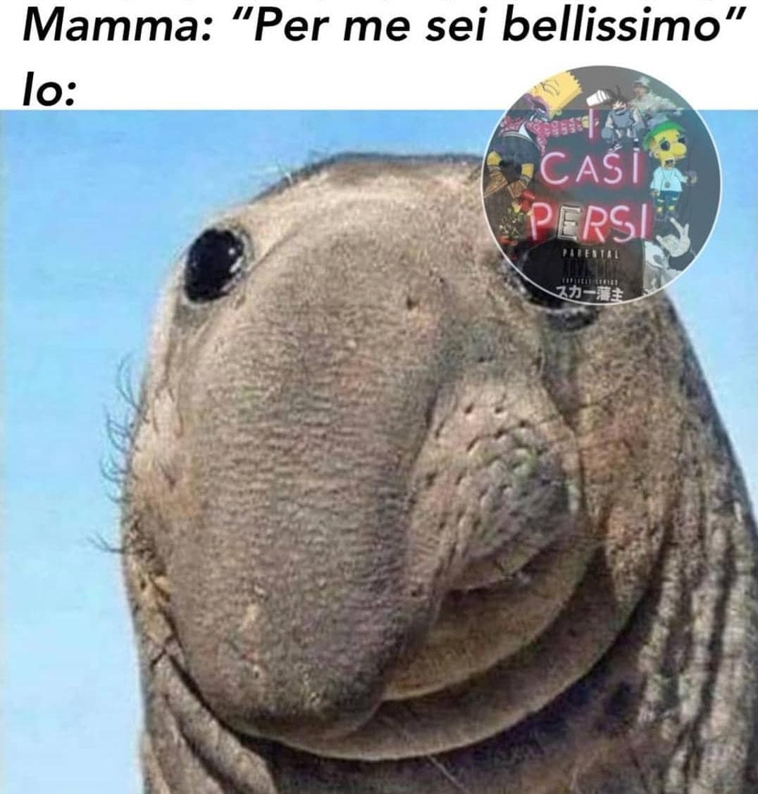 Bellissimo 