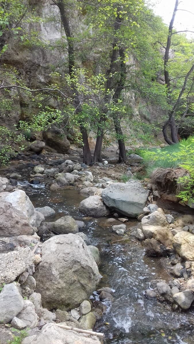 Bosco con fiumiciattolo?