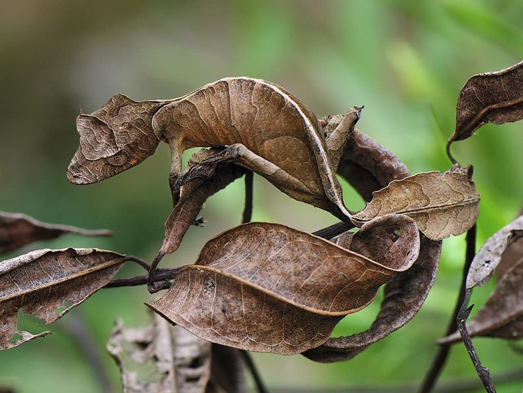 Uroplatus phantasticus, maestro di mimetismo 