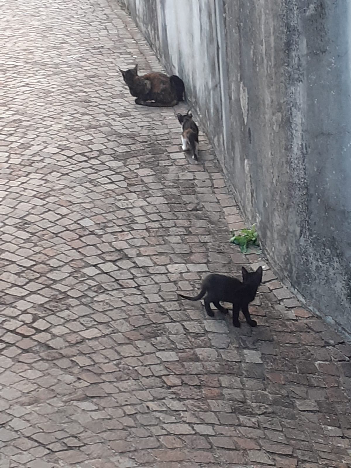 raga sono il tipo del segreto che parlava dei gattini, ecco la famiglia ??