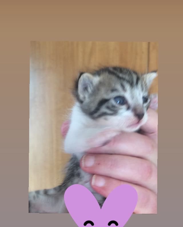 Vi presento il mio gattino ?❤️