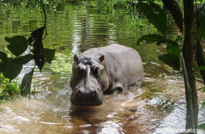 Cosa, non hai mai visto un ippopotamo fare il bagno?