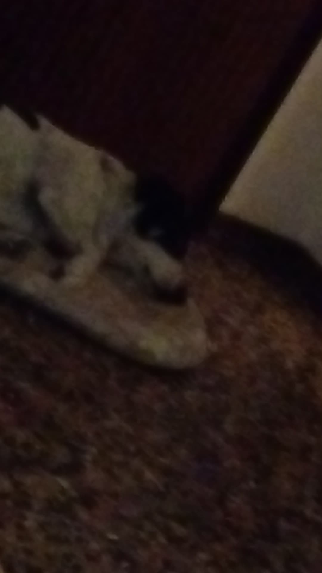 Nessuno: il mio cane che cerca di dormire ma è indeciso se andare fuori ad abbaiare insieme al cane dei vicini: