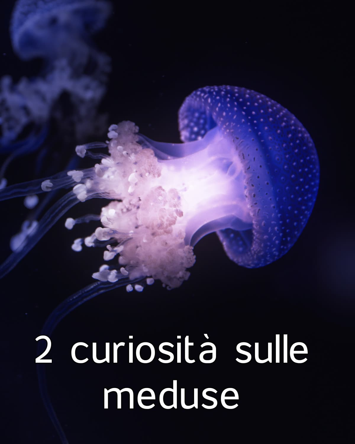 2 curiosità sulle meduse (descrizione)