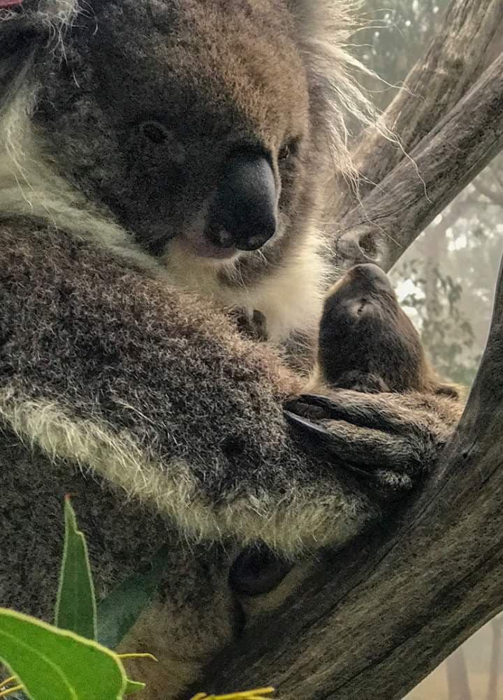 -:" Perchè vuoi un koala?" ??