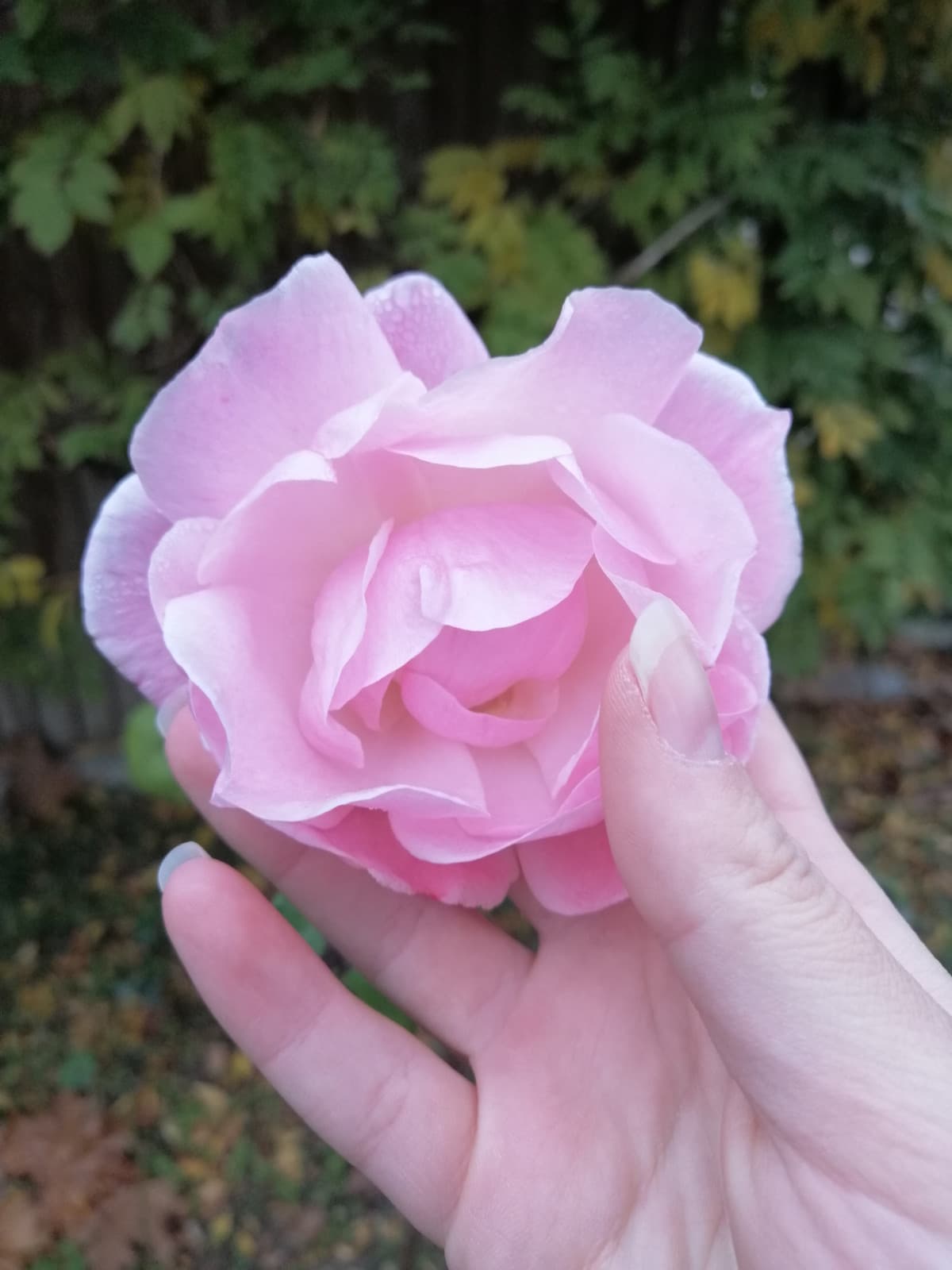 Una rosa del mio giardino ??