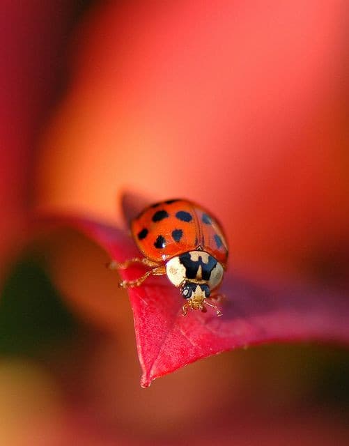 Aw una coccinellina :3 la chiamerò Adriano