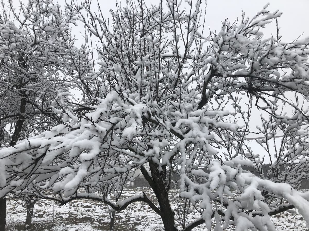 Buongiorno ❄️ Serbia 