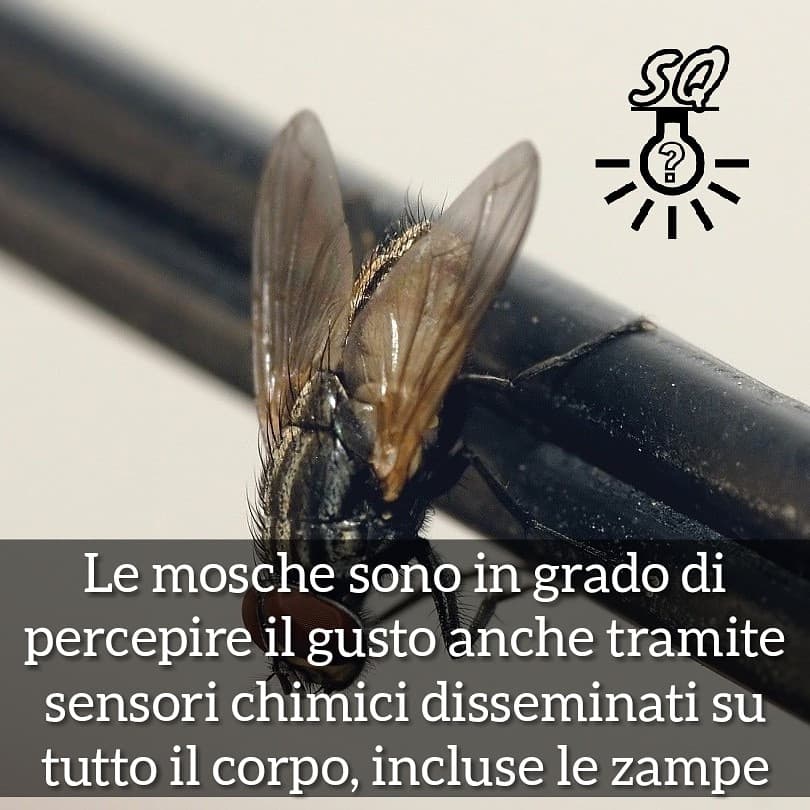 #curiosità 