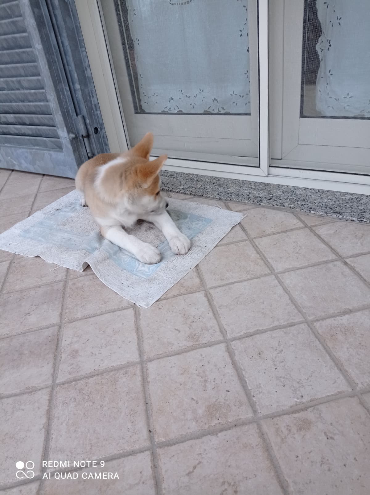 Trilly,la mia nuova cagnolina, è arrivata oggi...anche se la conosco da pochissime ore, già la amo?