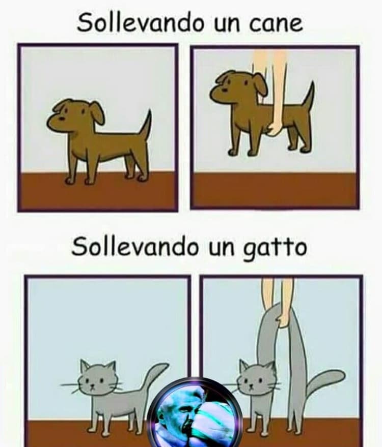 Gatti e cani ?