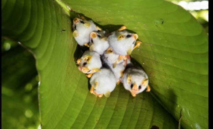 Cuccioli di pipistrelli ?