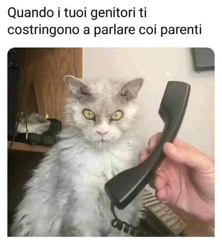 La faccia del micio dice tutto ??