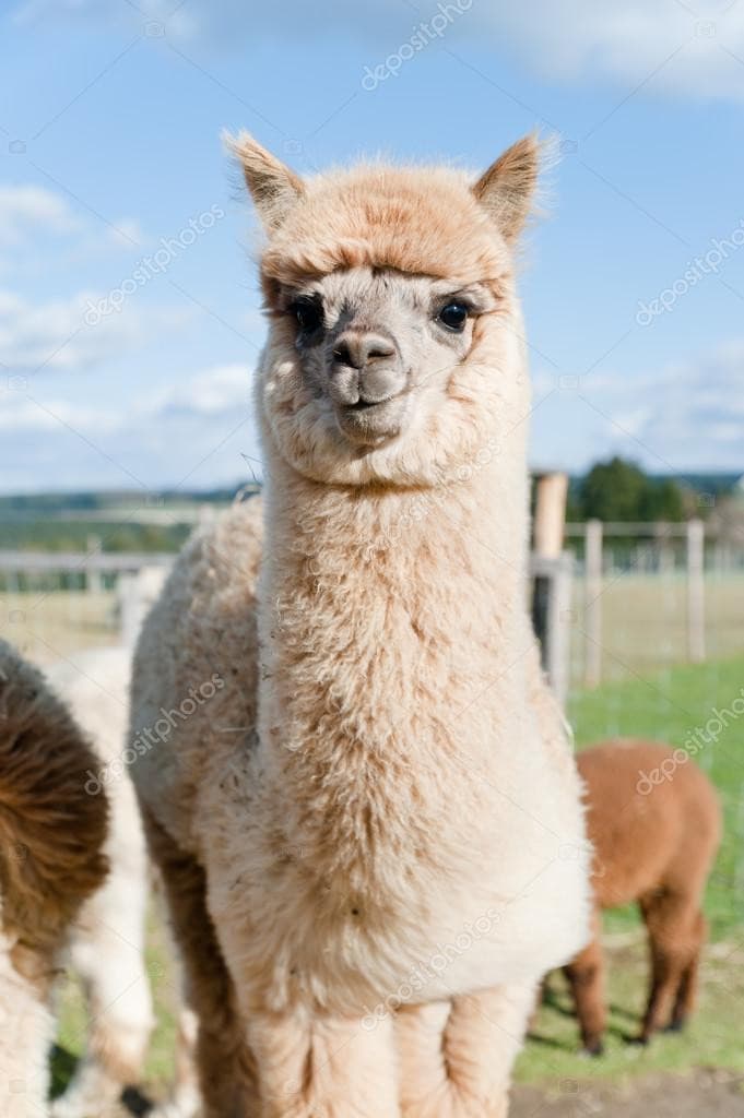 Alpaca ❤️