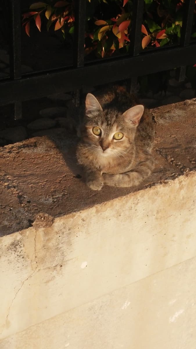 Gattino fotografato per strada