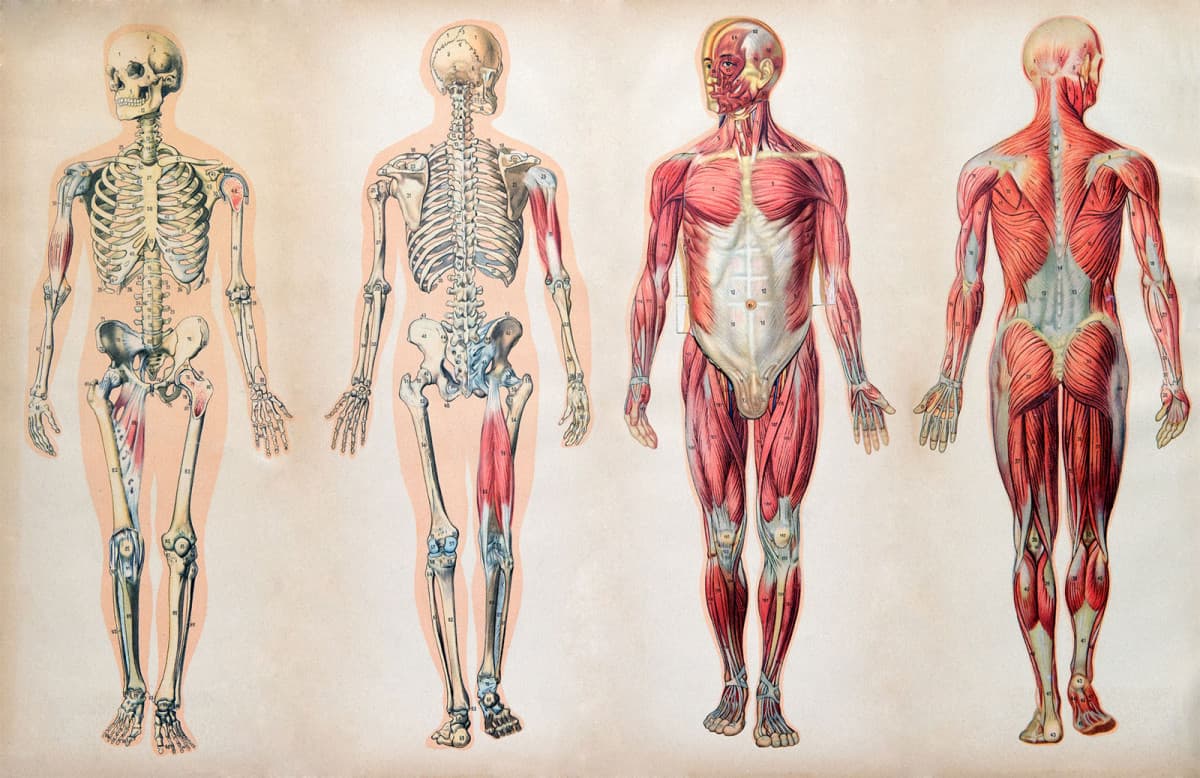  Avevo questo professore di anatomia che ci stava spiegando il movimento umano. sinceramente non era molto bravo Secondo me e infatti ha fatto  certi errori ma proprio di base cioè cose che sapevamo tutti noi e l'abbiamo corretto. Ora io vado per curiosità