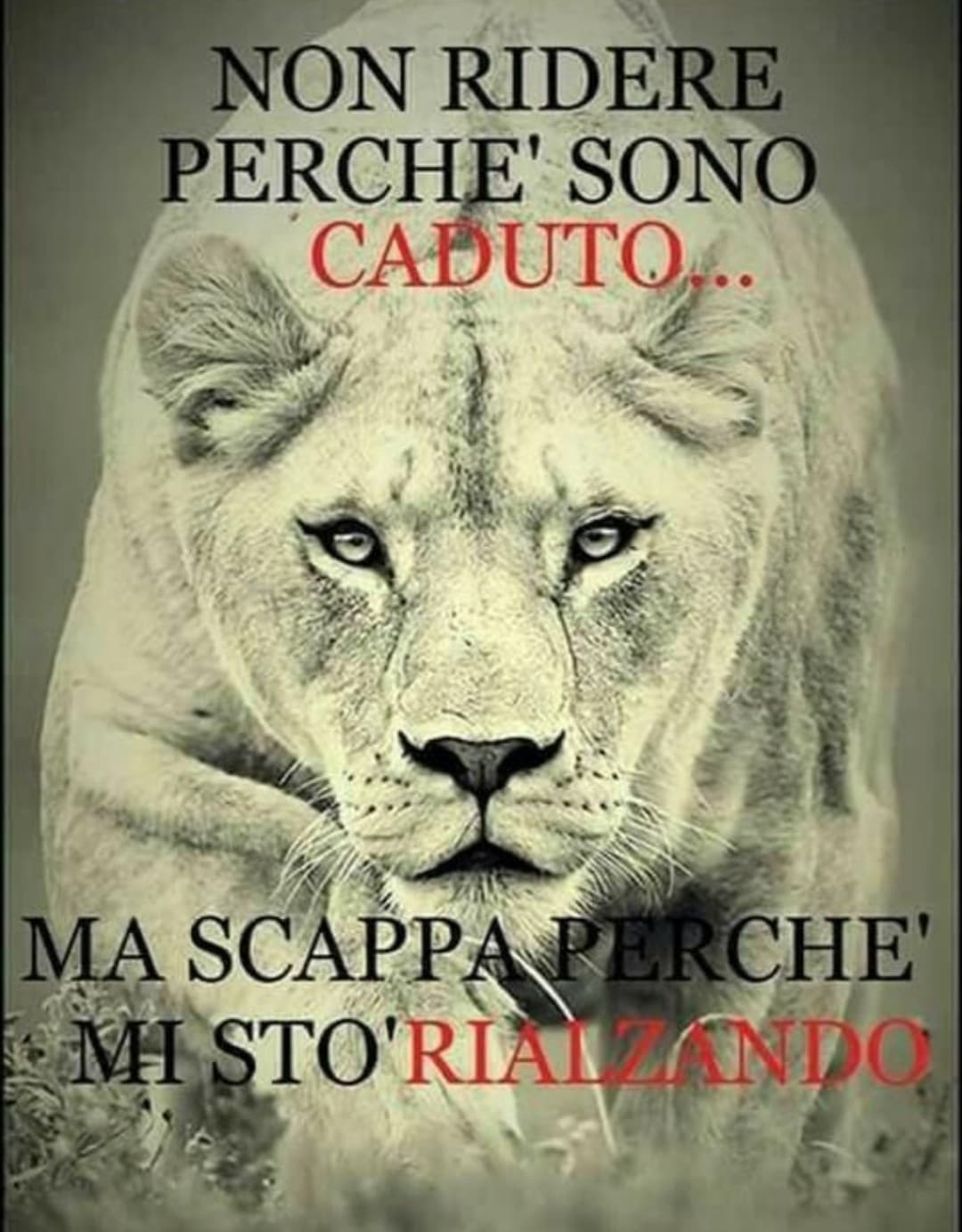 Che frase da ?c h i c a   m a l a ?ragazzi