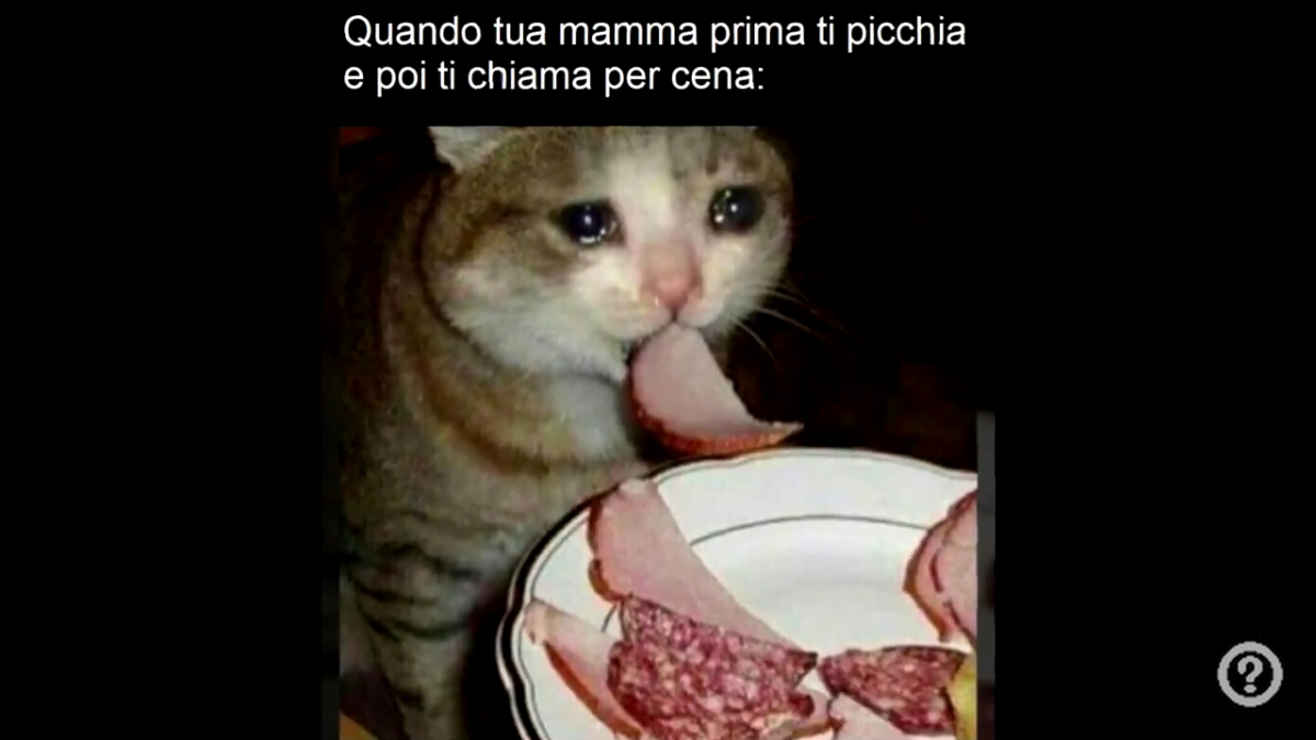 Guardate solo il gatto?????? mi fa troppa pena ??????