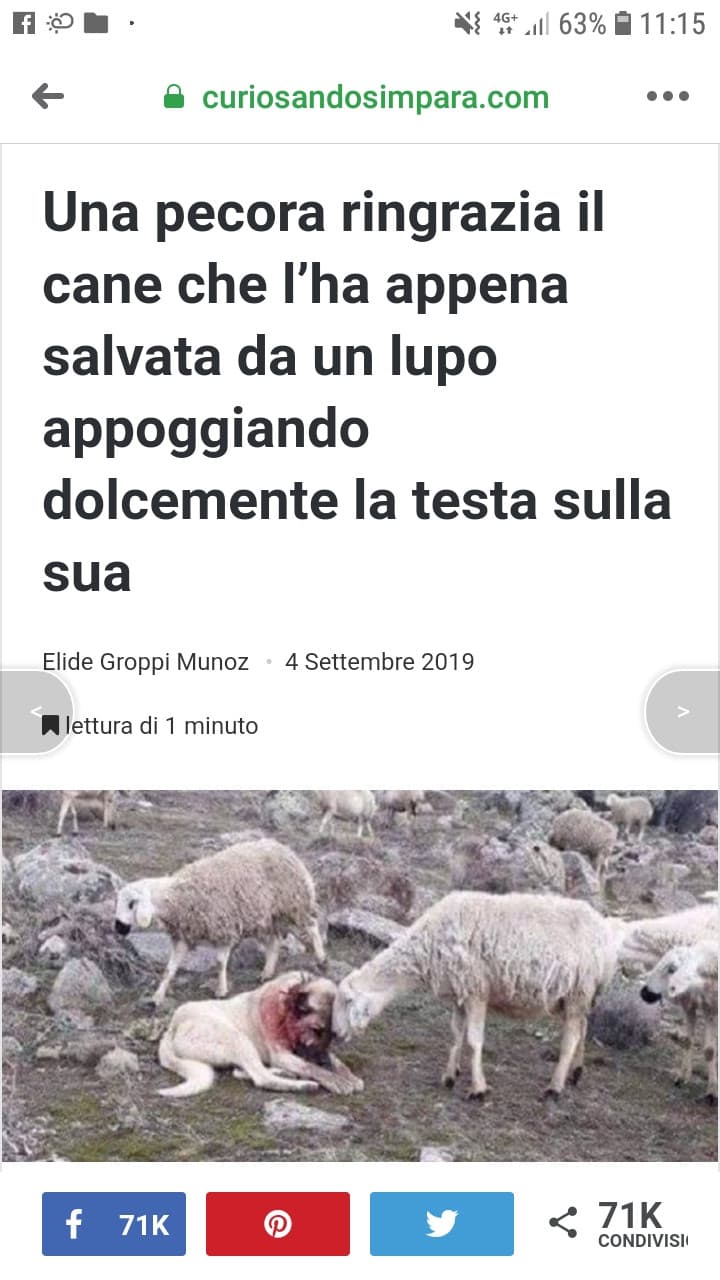 Non c'è cosa più bella degli animali❤