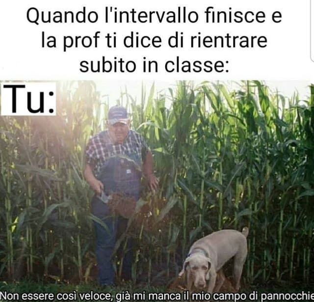 Il mio adorato campo di pannocchie