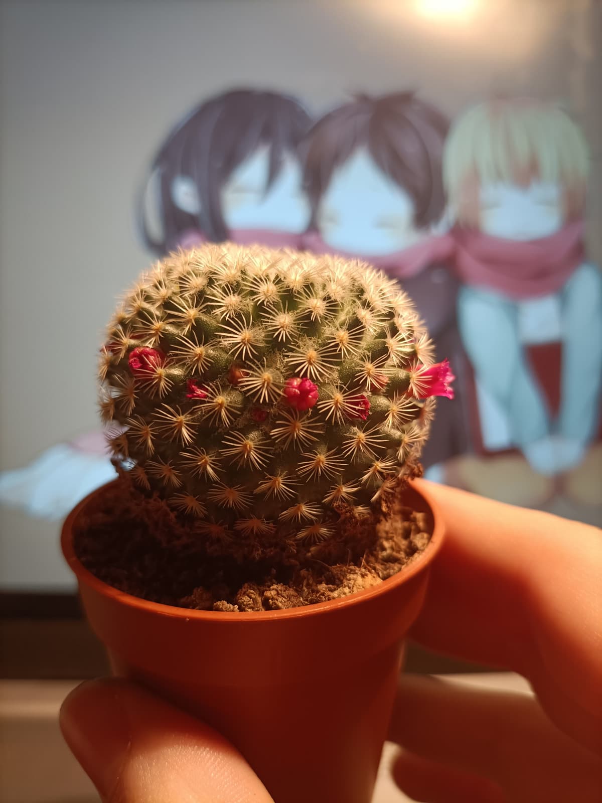 ALTRO CHE FIGLI, IO VOGLIO CACTUS