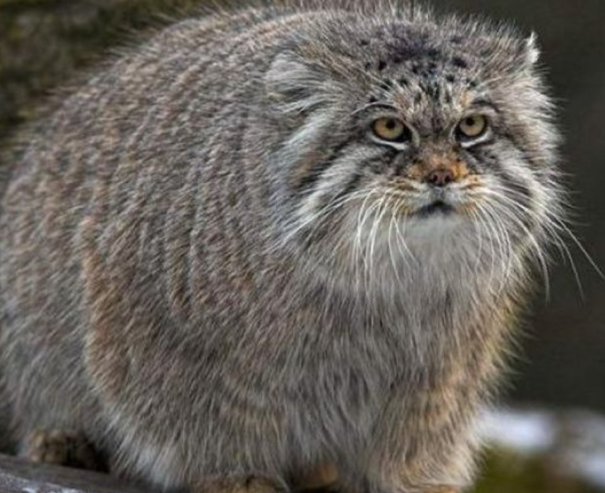 Potete dire quello che volete, ma questo è meglio di qualunque tricheco/foca/gatto-senza-pelo/....