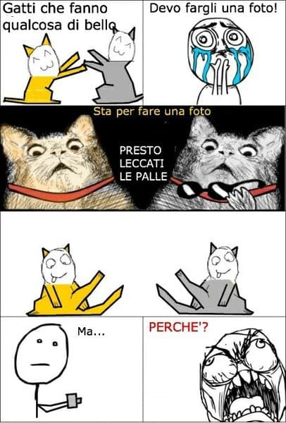 i miei due gatti in pratica :