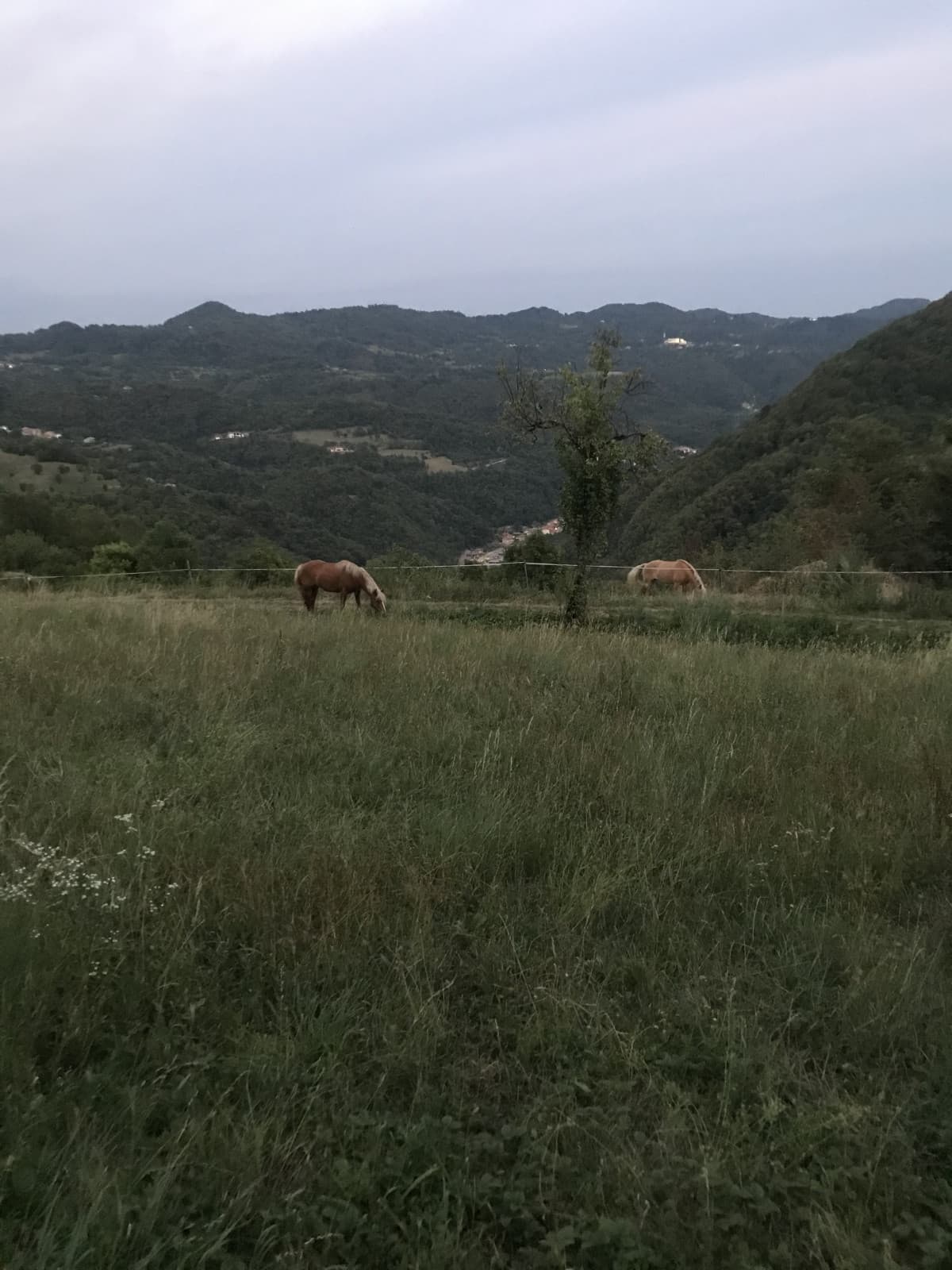 Sono appena salita sulla cavalla a pelo, reggendomi ai crini lol. Stavo per sbattere la testa su un arcata e morire proprio come Carlo VIII 