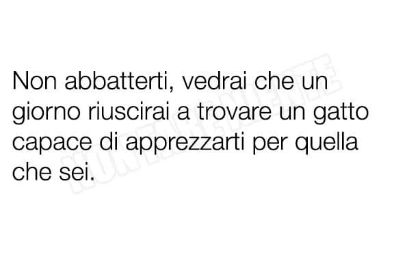 Confido almeno nel gatto ?