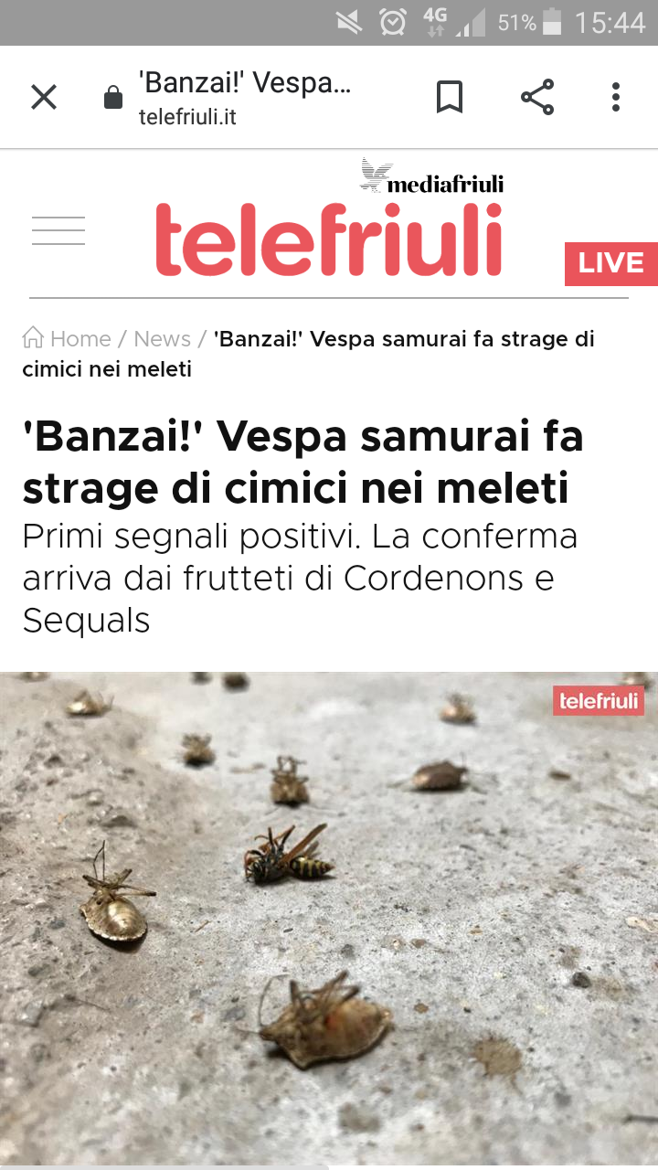 Dunque le vespe sono inutili.....