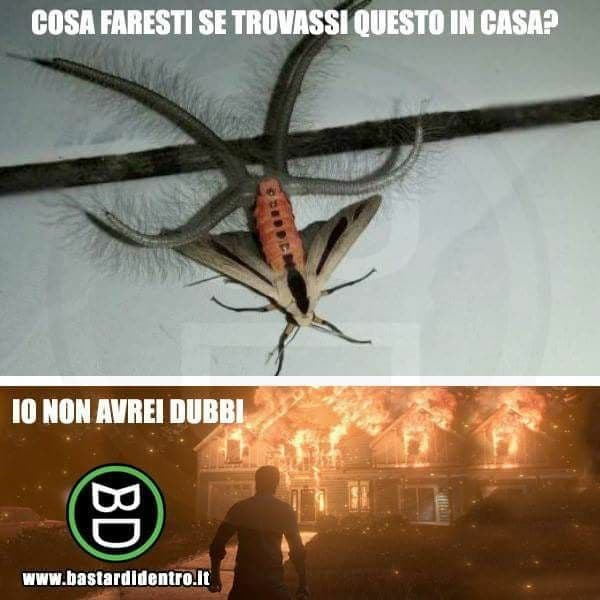 :/  ora c'ho paura di ritrovarmi questa specie di alieno in casa 