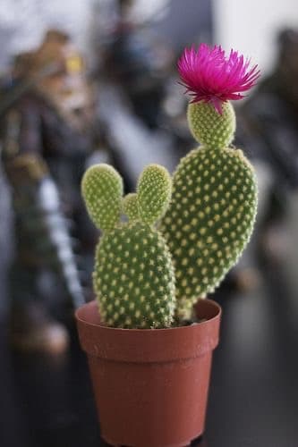 vorrei essere questo piccolo cactus con un fiorellino rosa sopra?