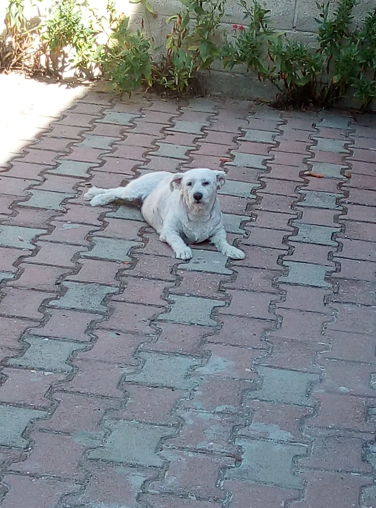 Vi piace questo cagnolino? Si chiama Birba?