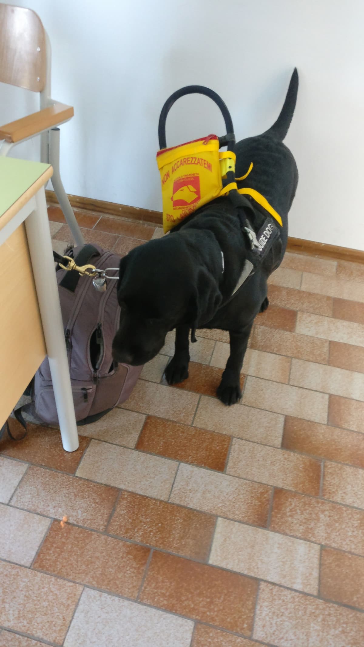 Oggi il prof ci ha lasciato coccolare il cane guida come regalo di Natale... Troppo tenera