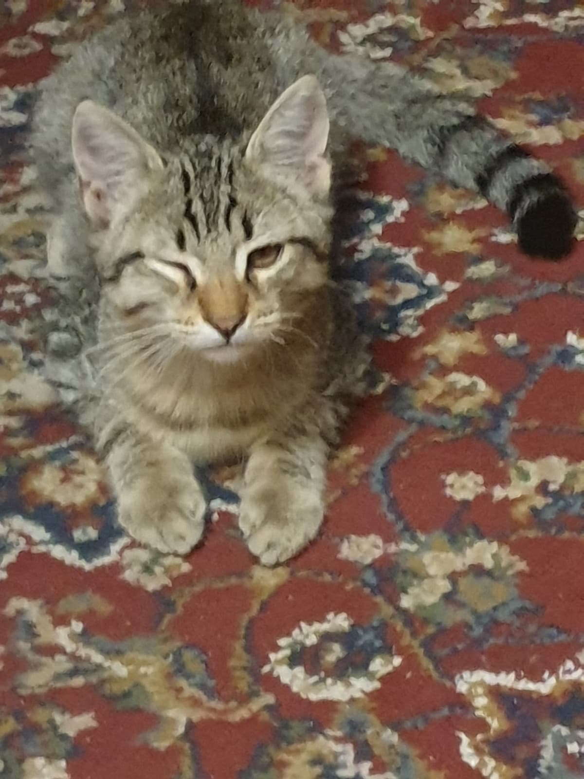 Da oggi il mio gatto tiene socchiuso/chiuso l'occhio, a voi è mai capitato? cosa potrebbe essere? Ho letto che magari è congiuntivite