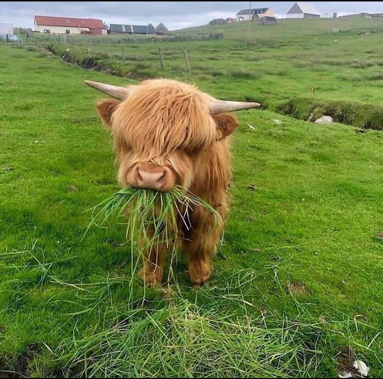 Questo è un animaletto carino