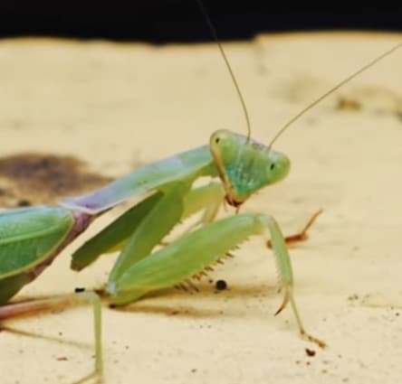 Ho notato solo ora quanto sono cute le mantidi