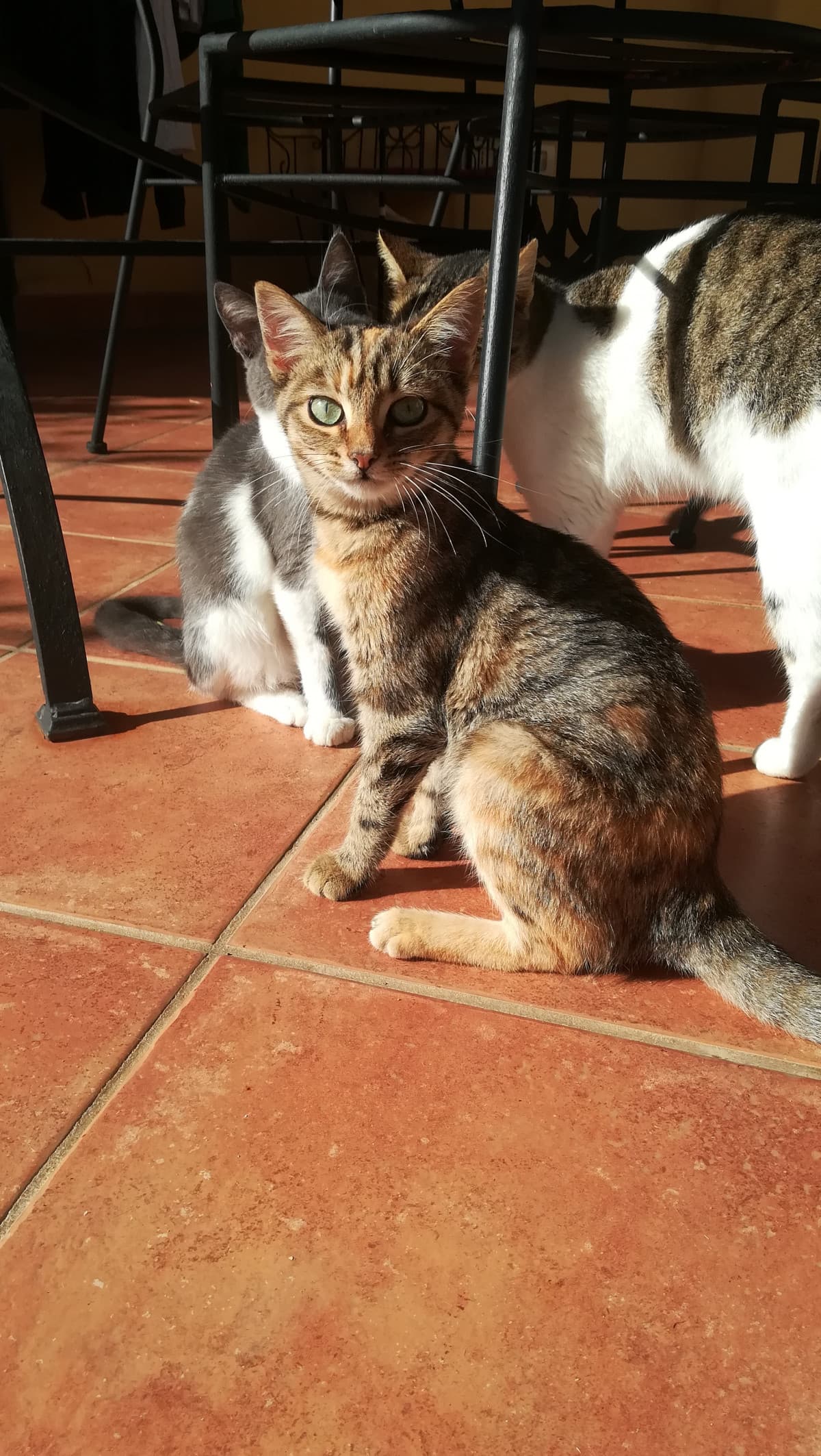 I miei gatti